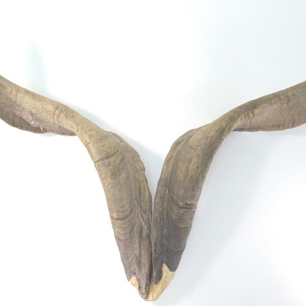 Φυσικά κέρατα αγριοκάτσικου