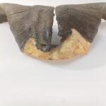 Φυσικά κέρατα αγριοκάτσικου - Image 2