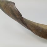 Φυσικά κέρατα αγριοκάτσικου - Image 3