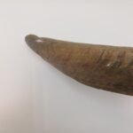 Φυσικά κέρατα αγριοκάτσικου - Image 4