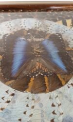 Vintage δίσκος με αληθινά φτερά πεταλούδας Morpho (Βραζιλία) - Image 3