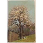 Vintage Καρτ Ποστάλ "Η αμυγδαλιά" (αρχές 20ού αιώνα)