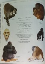 "Πίθηκοι" Ian Redmond (1997) - Image 3